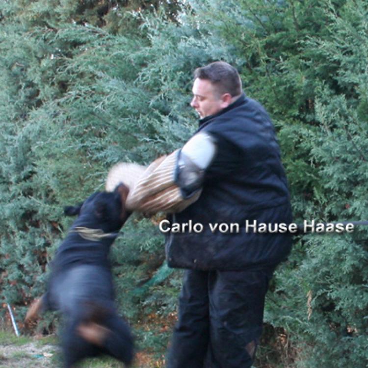 Títulos obtenidos por nuestros perros Rottweiler.  Ch. Carlo Von Hause Haase.