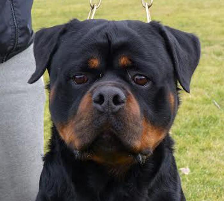 Rottweiler.  Ch. Rolf Darel.