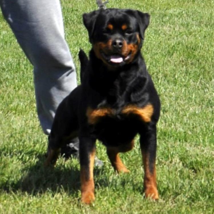 Rottweiler. Riana Vom Hause Pista.