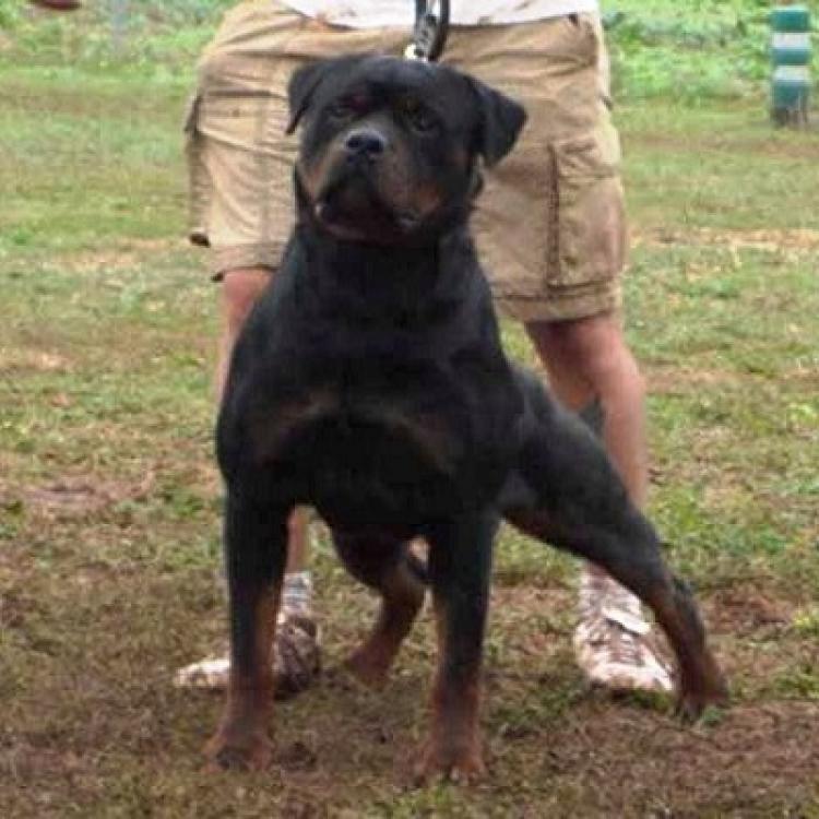 Rottweiler.  Ch. Indio De Breogan.