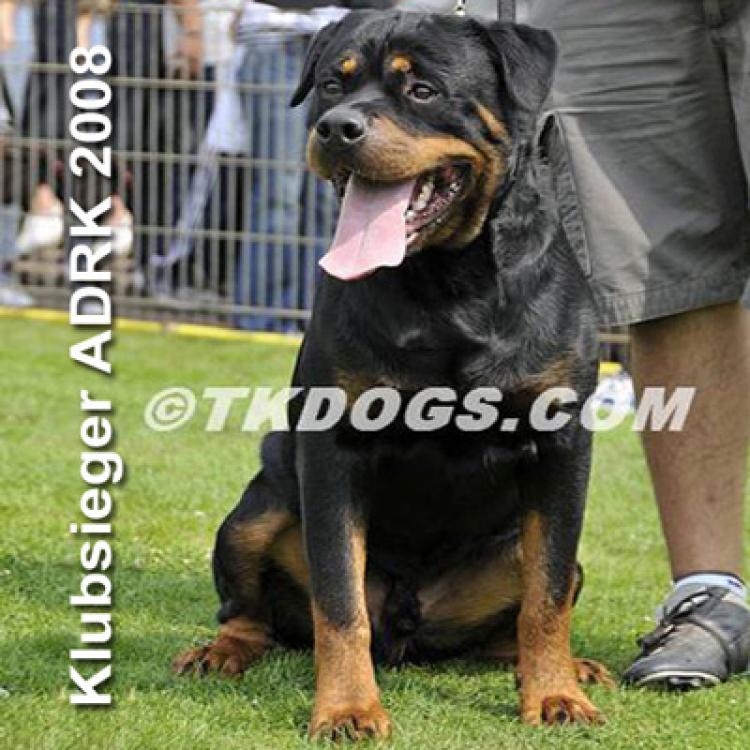 Rottweiler.  Ch. Carlo Von Hause Haase.