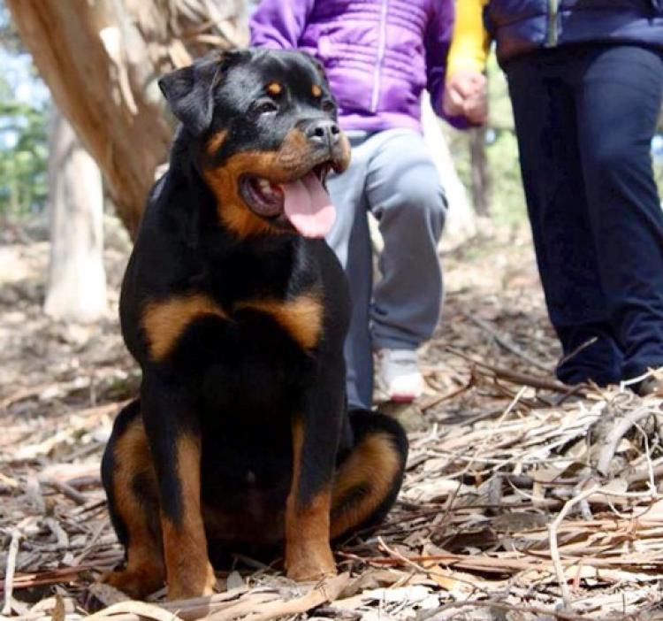 Rottweiler. Camada C. Civa y Cindy de Breogan.