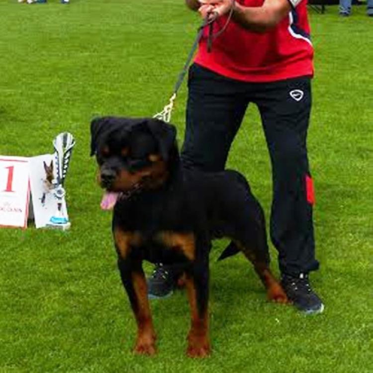 Rottweiler.  Ch. Balco De Breogan.
