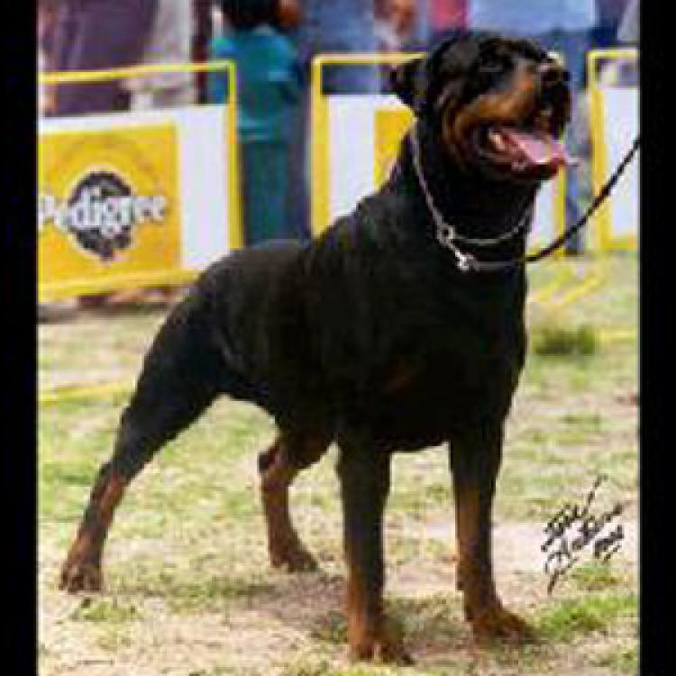 Rottweiler.  Ch. Ringo De Breogan.