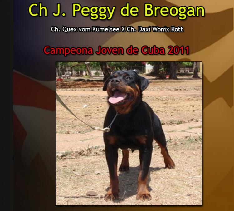 Rottweiler. Jr.Ch. Peggy de Breogan.