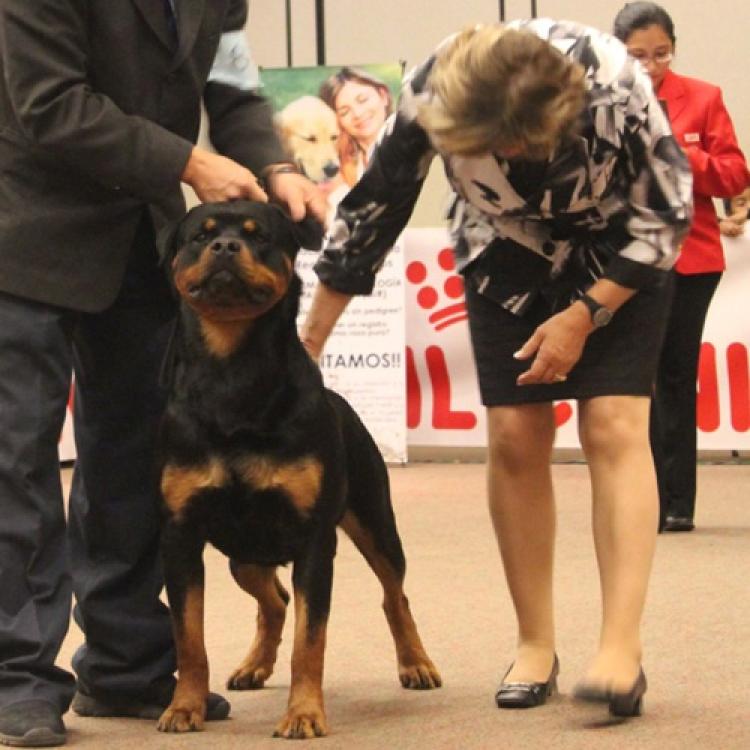Rottweiler.  Ch. Kondo De Breogan.