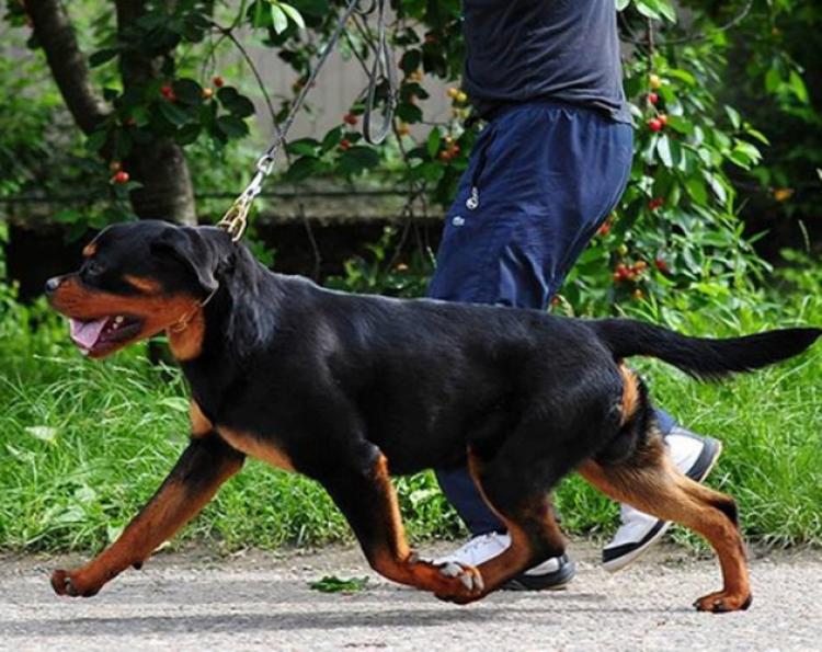 Rottweiler.  Ch. Oki Vom Haus Drazic con 9 meses.