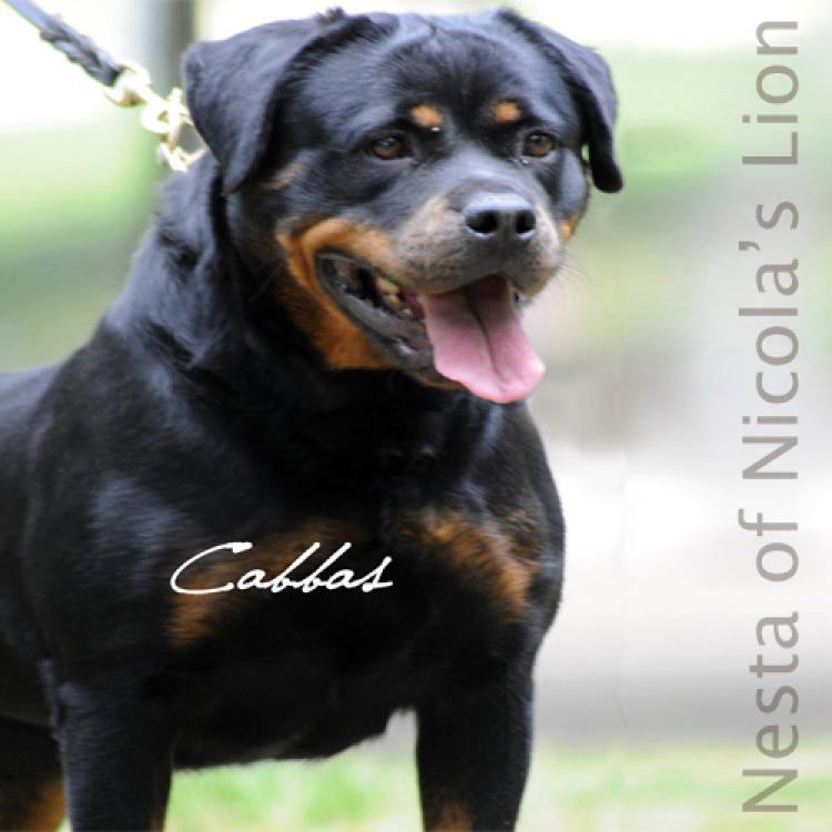 TÃtulos obtenidos por nuestros perros Rottweiler. Ch. Nesta Of Nicola s Lion. TÃtulos obtenidos por nuestros perros Rottweiler. Ch. Nesta Of Nicola s Lion.