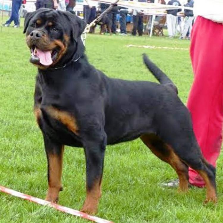 Rottweiler.  Ch. Iva Of Nicola´s Lion.