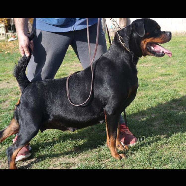 Rottweiler.  Ch. Fanta Of Nicola´s Lion.