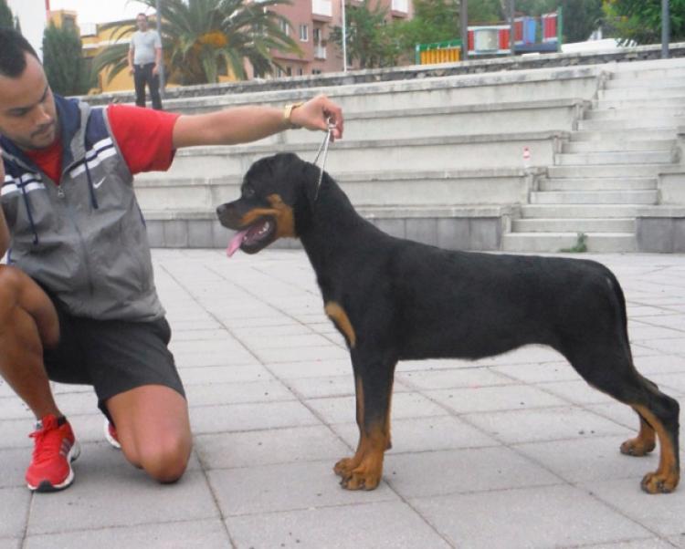 Rottweiler. NADDIA DE BREOGAN.