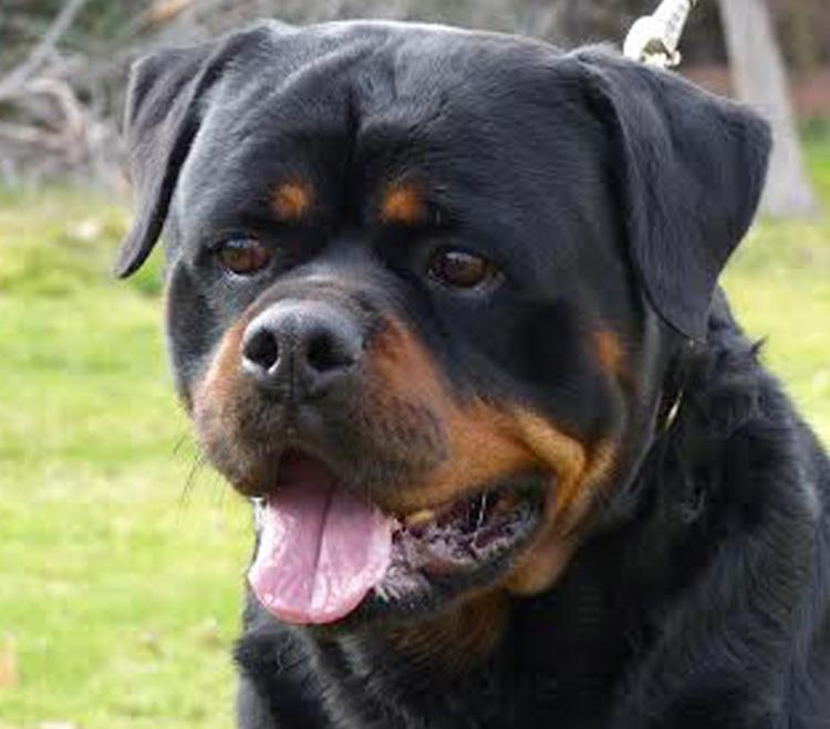 Rottweiler.  Ch. Rolf Darel.