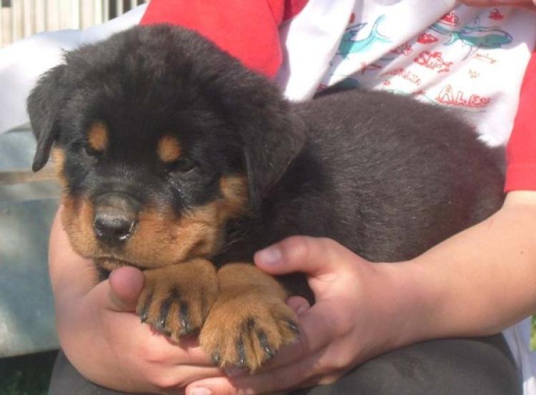 Rottweiler. Ahrcano De Breogan.