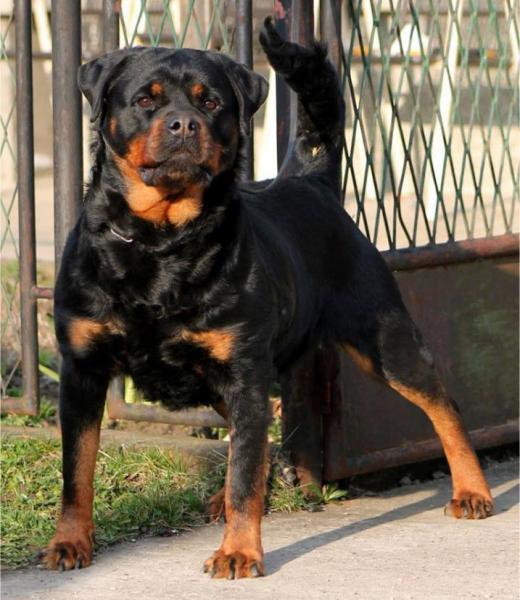 Rottweiler.  Ch. Princess Brcko Star.