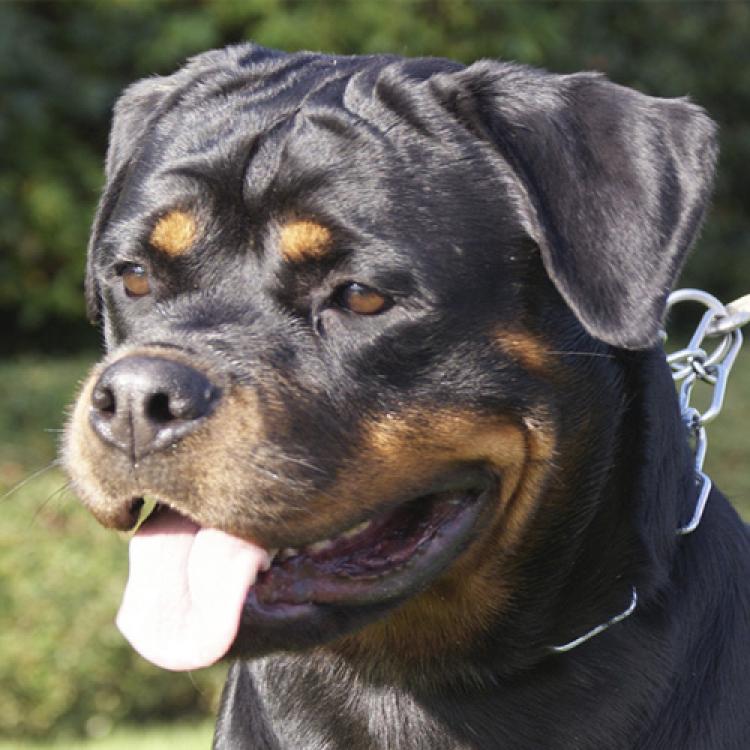 Rottweiler.  Ch. DIXI MIRACLE ROTT.