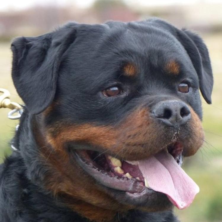 Rottweiler. GERO KING OF THE EAST.