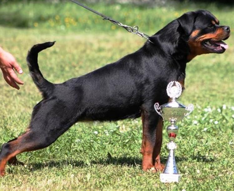 Rottweiler.  Ch. Shery Brko Star.