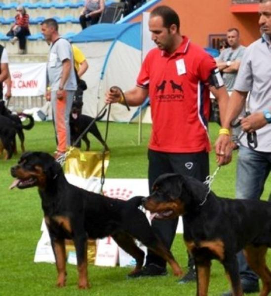 Rottweiler.  Ch. Balco De Breogan.