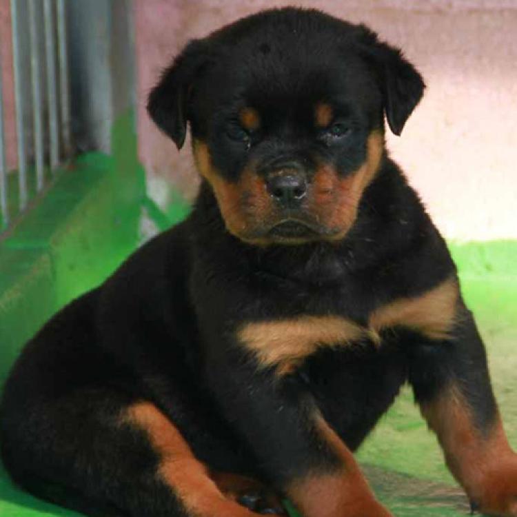 Rottweiler. Camada H.