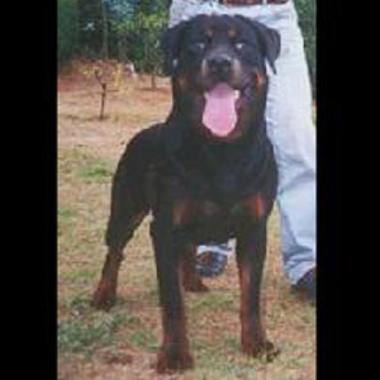 Rottweiler.  Ch. Tara De Breogan.