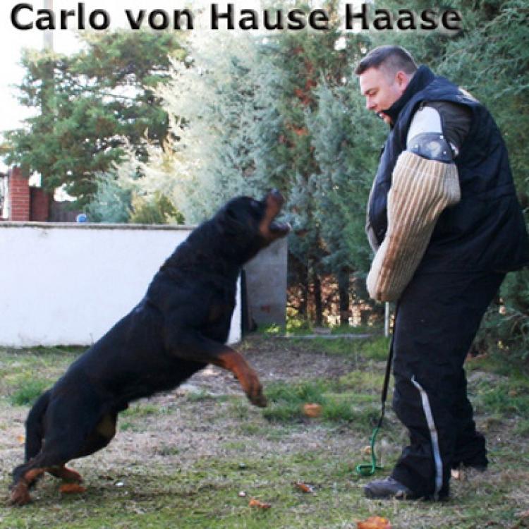 Rottweiler.  Ch. Carlo Von Hause Haase.