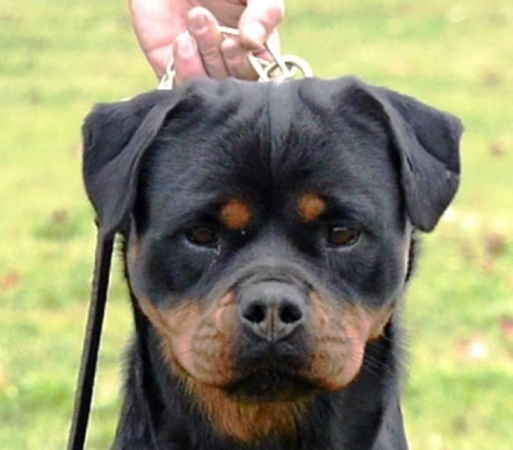 Rottweiler.  Ch. Beely Zara Cro Rott.