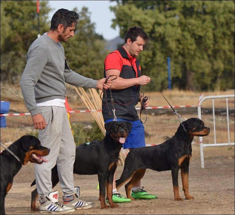 Rottweiler. Lua De Breogan con 8 meses.