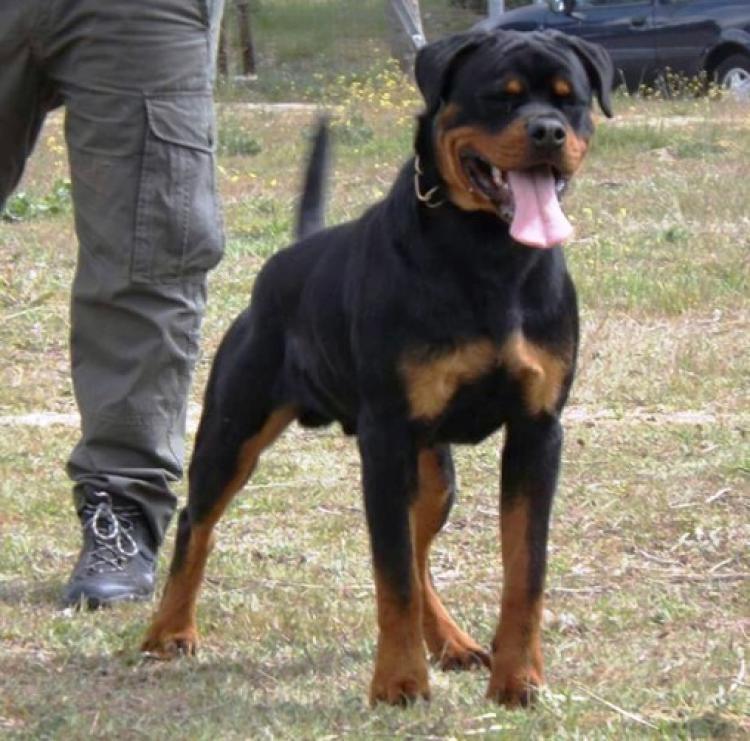Rottweiler. ZEUS IV DE BREOGAN.