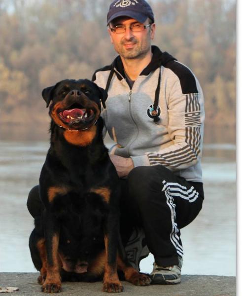 Rottweiler.  Ch. Princess Brcko Star.