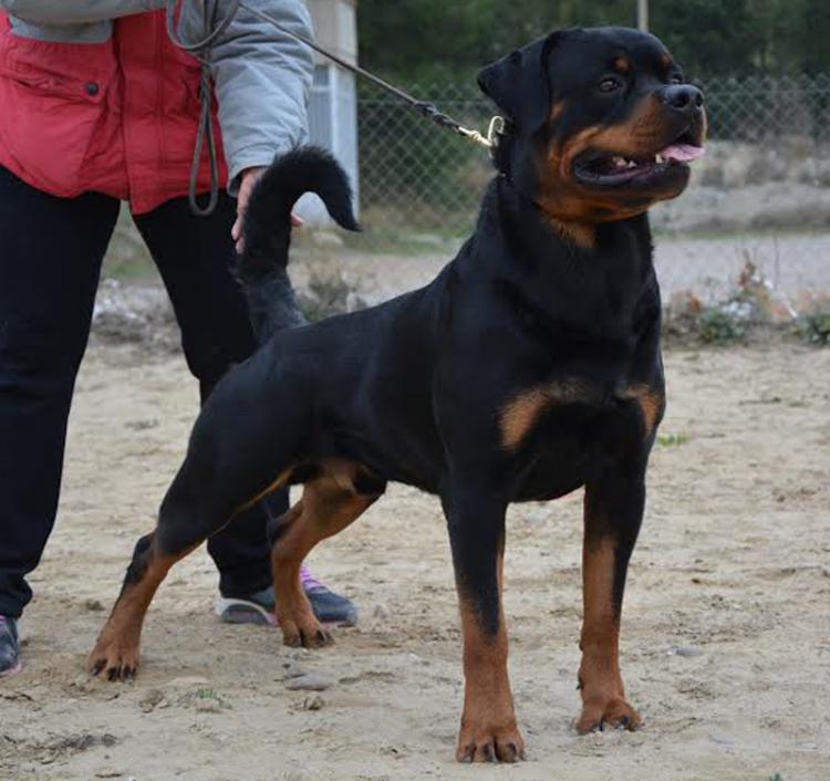 Rottweiler. COOPER DEL CALVIJAR.