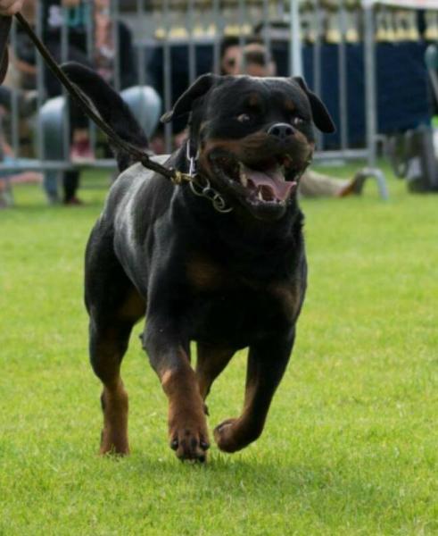 Rottweiler. GERO KING OF THE EAST.