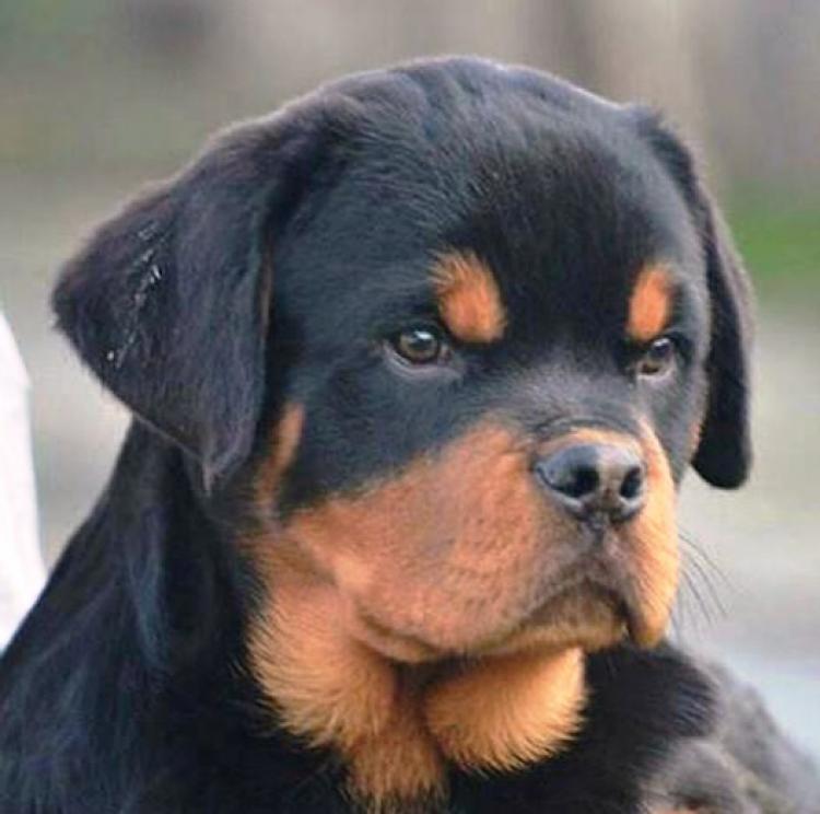 Rottweiler. Magnum Ritter Vom.