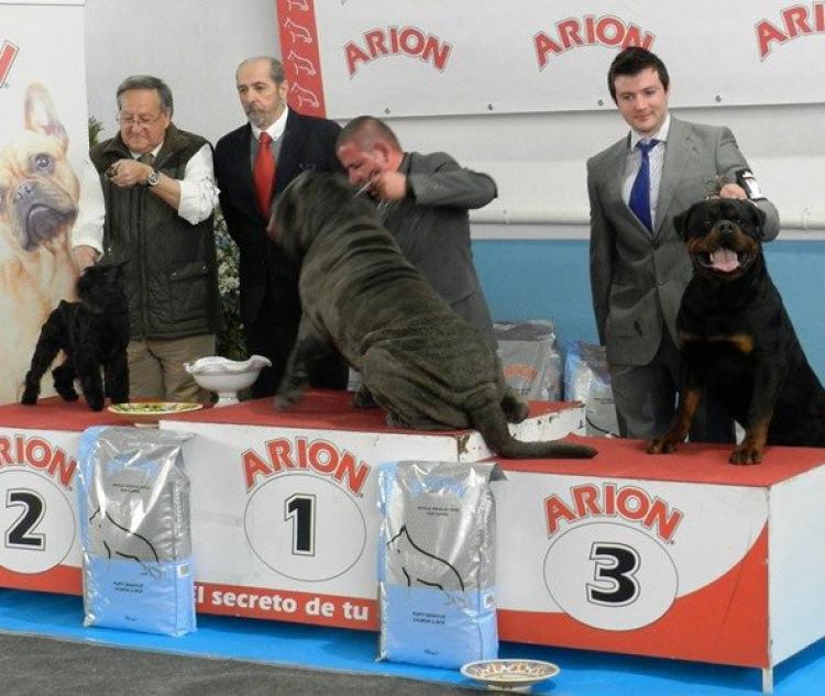 Rottweiler.  Ch. Jerry Lee Van Gorgar.