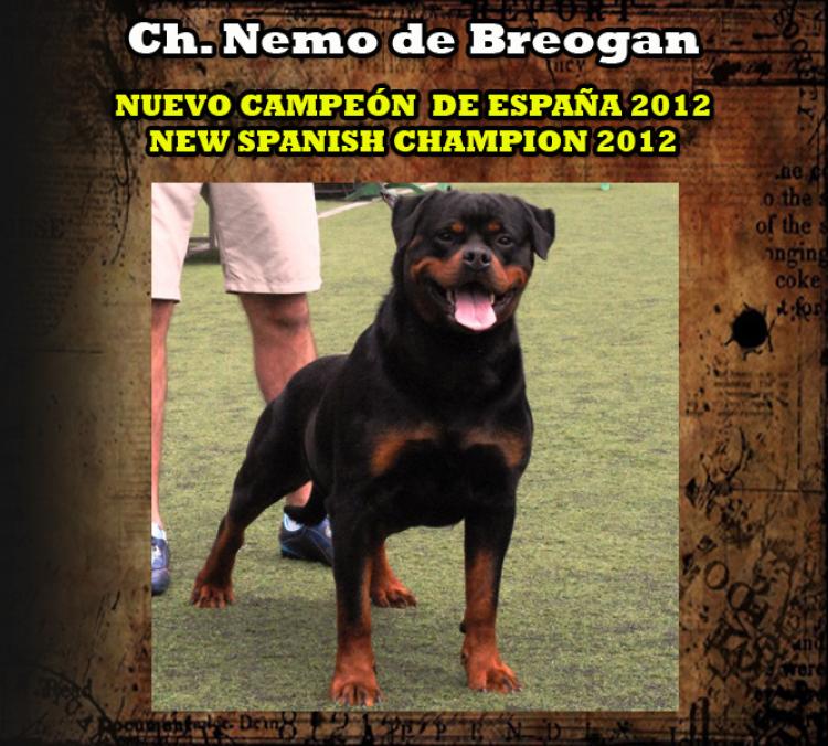 Nemo de Breogan Nuevo Ch. de España. Rottweiler. Ch. Nemo de Breogan.