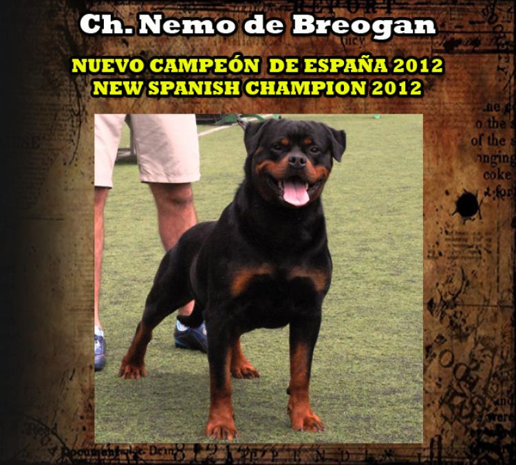 Rottweiler. Ch. Nemo de Breogan. Rottweiler. Ch. Nemo de Breogan.