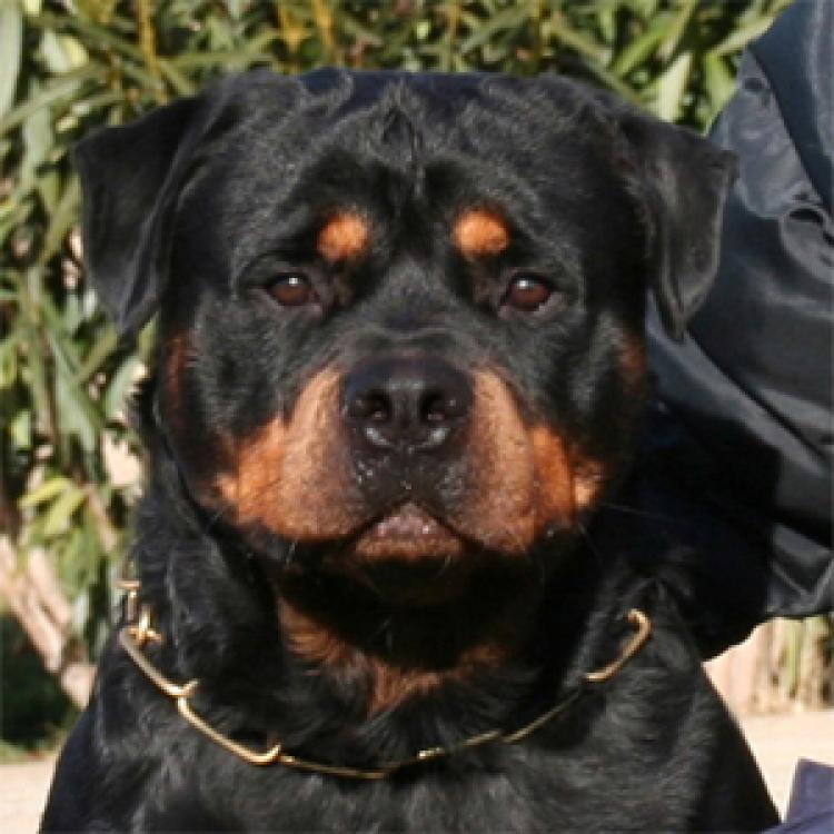 Rottweiler.  Ch. Carlo Von Hause Haase. Rottweiler.  Ch. Carlo Von Hause Haase.