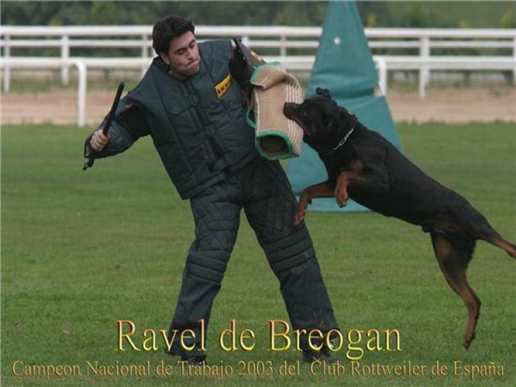 Títulos obtenidos por nuestros perros Rottweiler.  Ch. Ravel de Breogan.