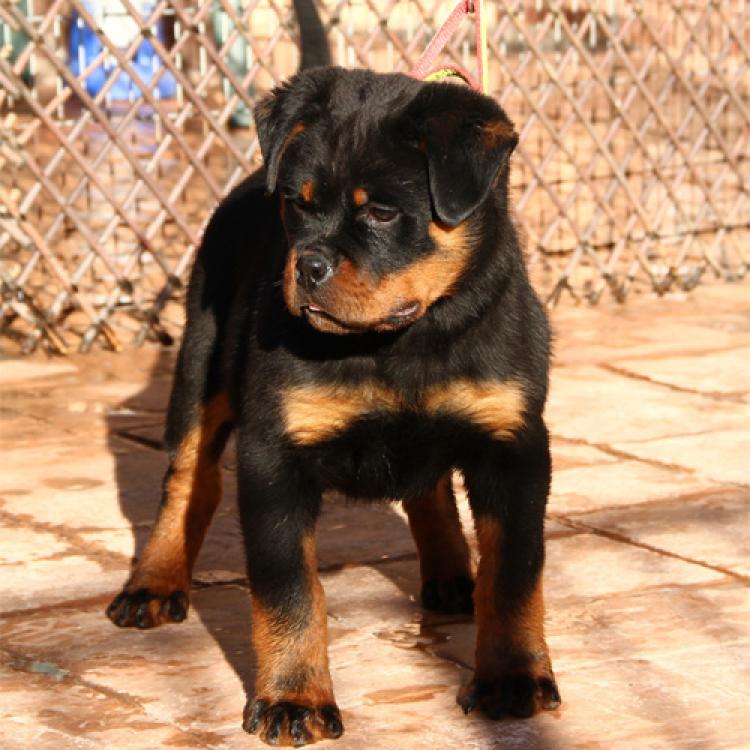 Rottweiler. Golda De Breogan.