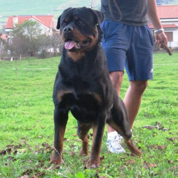 Rottweiler. Ch. Xahiko de Breogan. Rottweiler. Ch. Xahiko de Breogan.