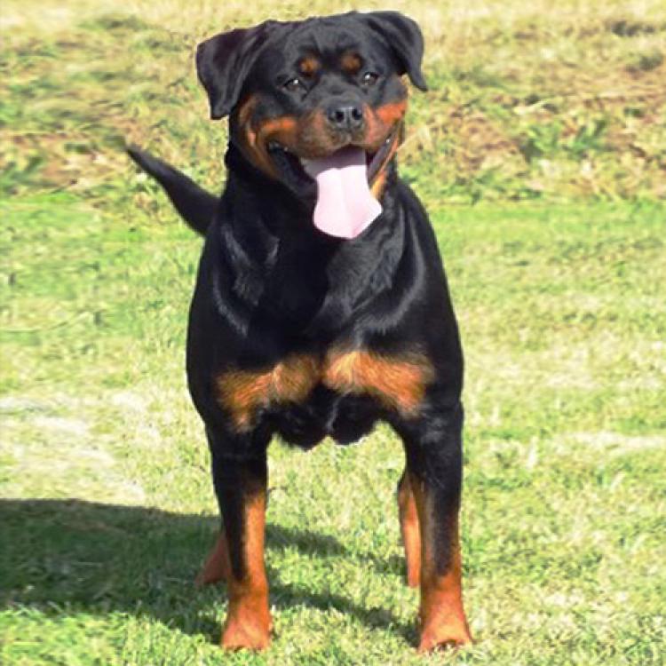 Rottweiler.  Ch. Xevia De Breogan.