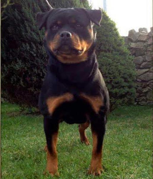 Rottweiler. Basia De Breogan.