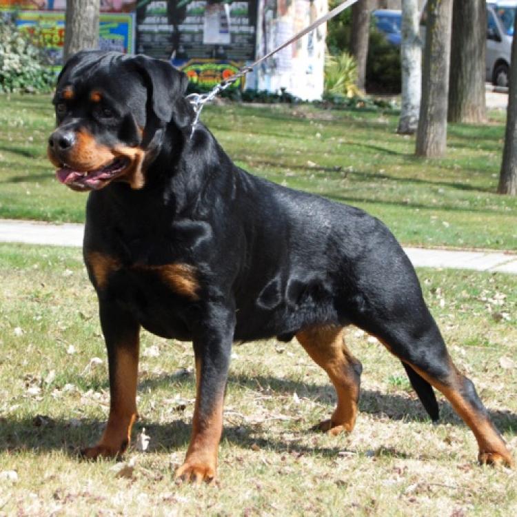 Rottweiler. Osogris De Rottboers.