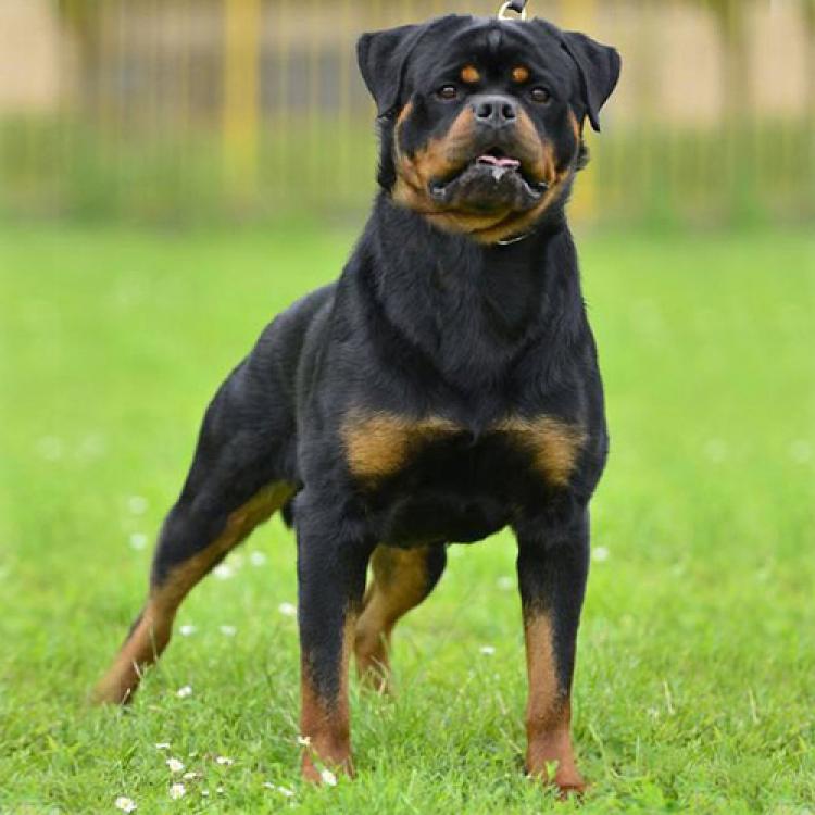 Rottweiler.  Ch. Falco Von Haus Drazic. Rottweiler.  Ch. Falco Von Haus Drazic.