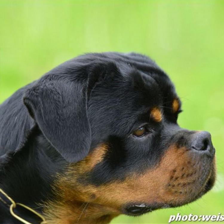 Rottweiler.  Ch. Falco Von Haus Drazic.