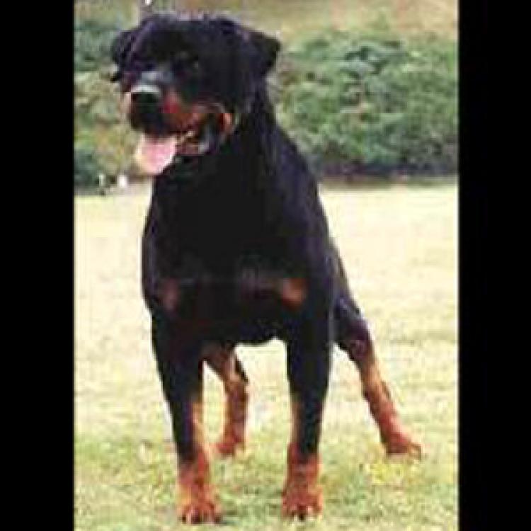 Rottweiler.  Ch. Carlo De Breogan.