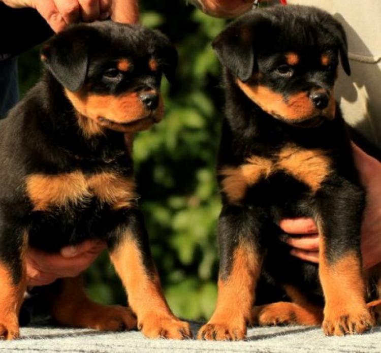 Rottweiler. Puppies Of Royal Musketiers Kennel.