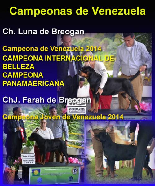 Campeonas de Venezuela. Rottweiler. Ch. Luna de Breogan y Jr.Ch. Farah de Breogan.