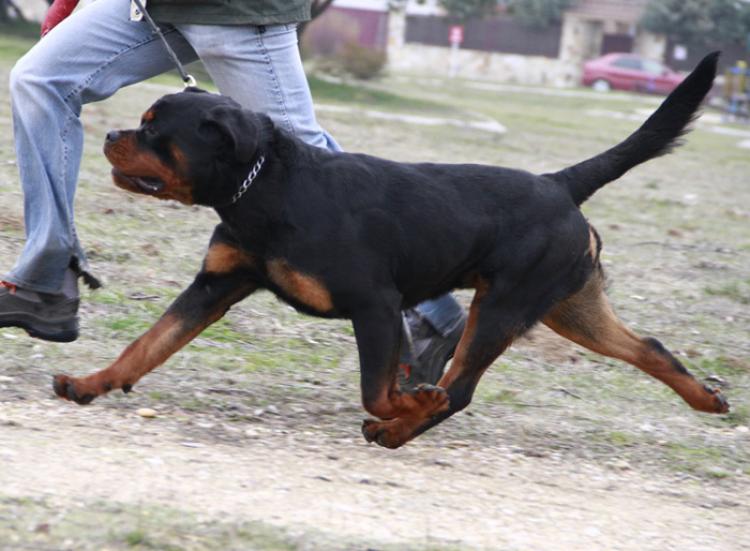 Rottweiler.  Ch. Oki Vom Haus Drazic.