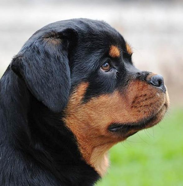 Rottweiler. Neli Winner Civi.