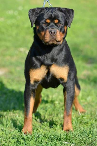 Rottweiler. Maja Von Haus Drazic.